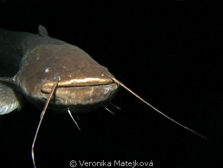 My favorite catfish. He is very curious... :) by Veronika Matějková 