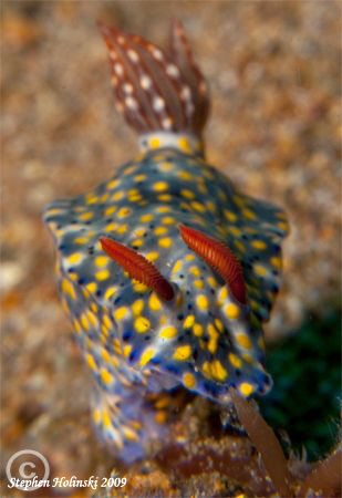 Nudi Portrait.  Canon G10, 2x Inon UCL165.  Sea and Sea S... by Stephen Holinski 