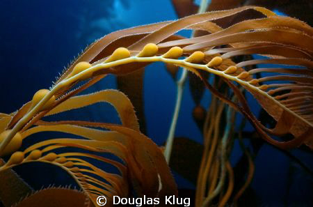 Summer Water. Some wide-angle close up work on new-growth... by Douglas Klug 
