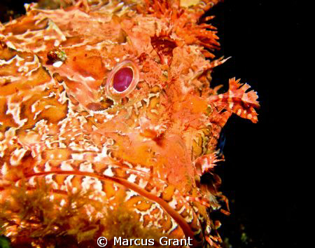 This big red scorpion fish was taken in a vertical swim t... by Marcus Grant 