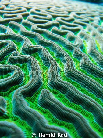 Colpophyllia natans in Utila, Honduras. My favourite cora... by Hamid Rad 