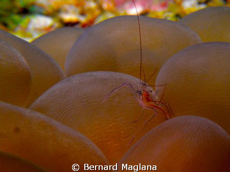 Talikud Island, Davao by Bernard Maglana 