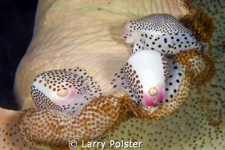 Muck dive Lembeh, Cowrie gathering.... D300-60mm by Larry Polster 