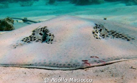 Dark Spotted Stingray-
Temple-
Sharm el Sheikh by Adolfo Maciocco 