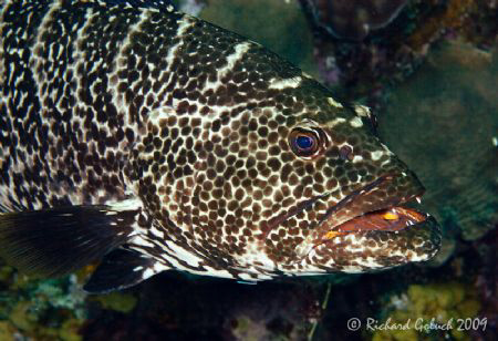 Tiger Grouper-Roatan 2009 by Richard Goluch 