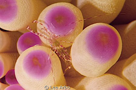 Shrimp in anemone taken at "oil slick" on Bonaire with D3... by Lee Arbo 