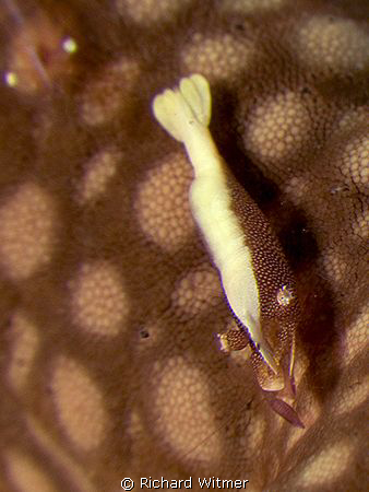 Shrimp on a sea star (Periclimenes soror). He has a littl... by Richard Witmer 