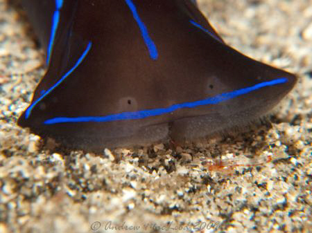 See the shrimp just in front? Maybe he is about to eat it... by Andrew Macleod 