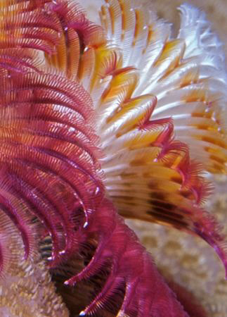 Christmas Tree Worm abstract by Debi Henshaw 