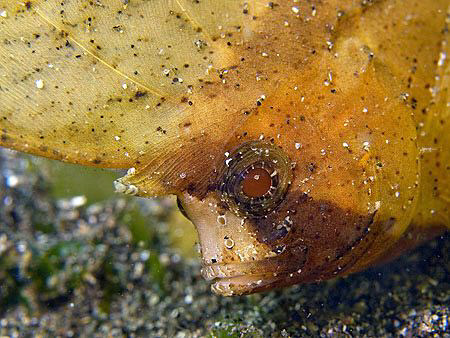 Cockatoo Waspfish. Secret Bay, Bali. by Doug Anderson 
