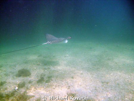 Spotted Eagle Ray on the first reef line off Lauderdale b... by Michael Kovach 