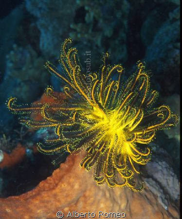 Blak&Yellow Feather Star (Comanthina schlegeli) on orange... by Alberto Romeo 