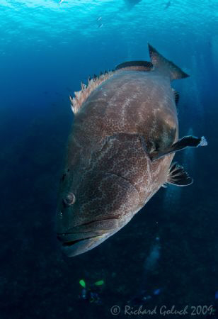 Large Black Grouper- Canon 16-35 mm -Roatan 2009 by Richard Goluch 