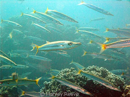 diving through a schoal of baracuda
 by Harvey Reeve 