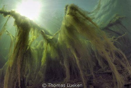 for the green-water-lovers, D200 by Thomas Lueken 