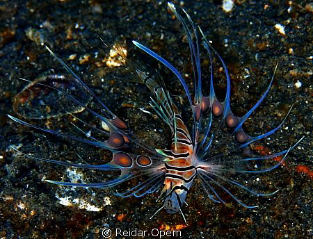 Juvenile lionfish in lembeh strait. by Reidar Opem 