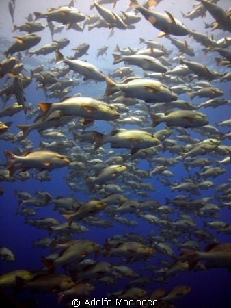 Twinspotted Snappers
Shark Reef 
Ras Mohamed National Park by Adolfo Maciocco 