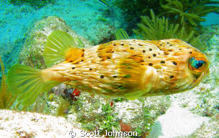Somebody told me it was a cowfish.I dont know.But I took ... by Scott Johnson 