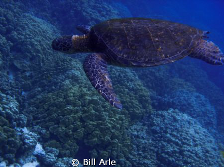 Big Island, Hawaii.  Olympus SP350 by Bill Arle 