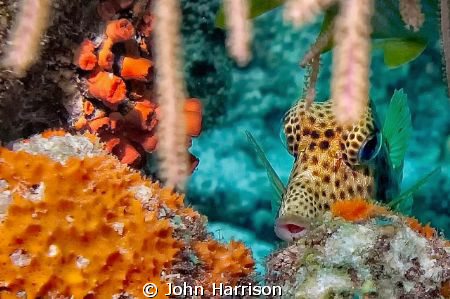 Trunk Fish by John Harrison 