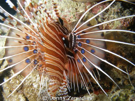 Guess have 2 go with UW photographers. Left behind by my ... by Donny Zarsadias 