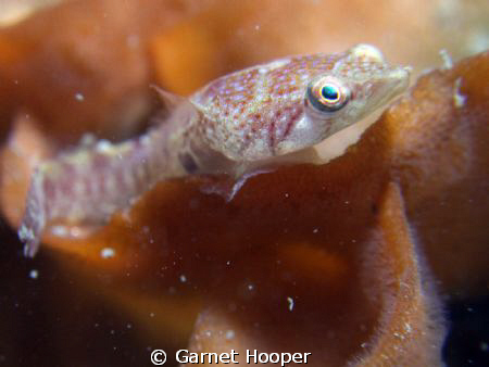 Portrait of a Connemara clingfish (Lepadogaster candollei... by Garnet Hooper 