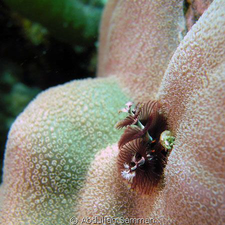 Tube worm by Abdullah Samman 