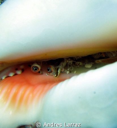 CONCH EYES. Take 52... by Andres Larraz 