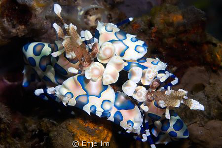 harlequin shrimp by Enje Im 