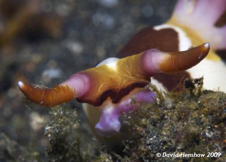 "Bulls Horns" - Landscape Study of Nudibranch (Nembrotha ... by David Henshaw 