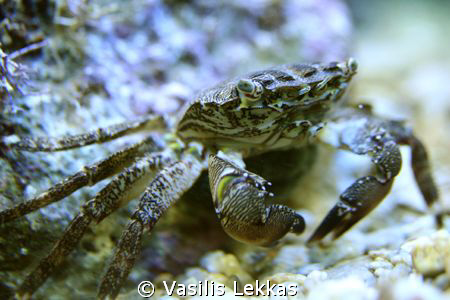 Common crab by Vasilis Lekkas 