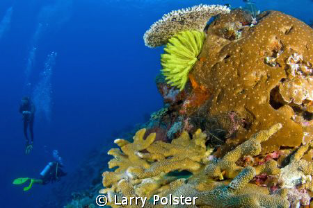 Crinoids and Corals of the Banda Sea. D300-Tokina 10-17mm by Larry Polster 