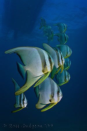 School of Batfish.  Ningaloo Reef, Western Australia.  Ca... by Ross Gudgeon 