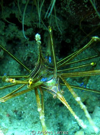 THE WALTZ OF THE CONE HEADS, ARROW CRABS! by Andres Larraz 