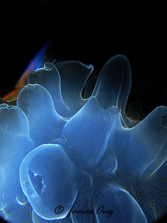 Pinnicle of a Jelly Fish. Pulau Redang. Canon G10. by James Ong 