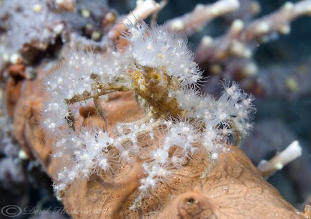 Decorator crab. Lembeh. D200, 60mm. by Derek Haslam 