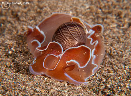 Bubble Shell on a night dive in Anilao.  Canon G10, dual ... by Stephen Holinski 
