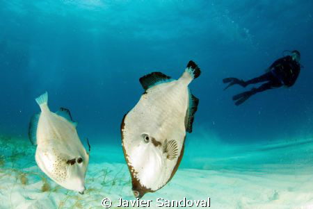 I didnt know the diver was there when I took the photo, a... by Javier Sandoval 