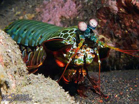 Smasher Mantis (Odontodactylus scyllarus) - Tulamben, Bal... by Marco Waagmeester 