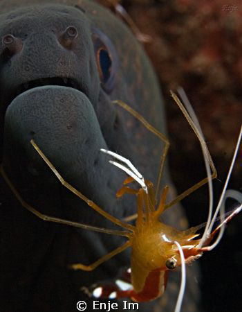 friendship - moray & shrimp by Enje Im 