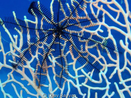 Feather star
depth: 34m 
location: Eilat by Loay Rayyan 