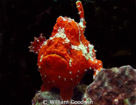 The frogfish that followed me ... off Mabouya Island, Car... by William Goodwin 