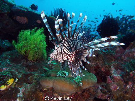 lion fish macro no strobe magic filter total novice. by Kevin Lay 