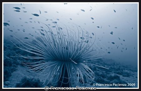 Ceriantus. Taken with Nikon D60 in Easydive housing. 18-5... by Francesco Pacienza 