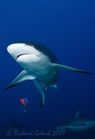 Gray Reef Shark with lure-not everyone has a respect for ... by Richard Goluch 