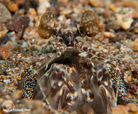 Mantis Shrimp in its burrow.  Canon G10, 2x Inon UCL165 c... by Stephen Holinski 