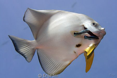 Batfish cleaning by Enje Im 