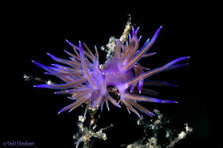 "Where's my head?" Flabellina taken in the waters of Meno... by Debi Henshaw 