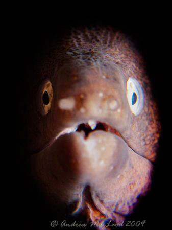 face to face. Canon G10 Anilao. by Andrew Macleod 