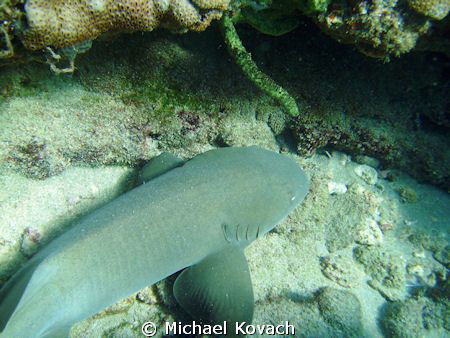 Nurse Shark on the Inside Reef at Lauderdale by the Sea by Michael Kovach 